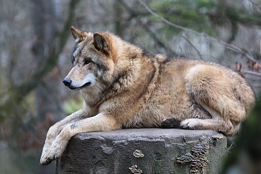 Carátula del documentu 15