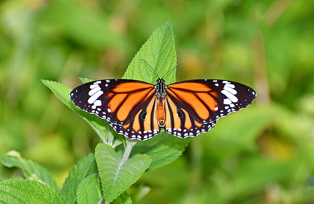 Carátula del documentu 17