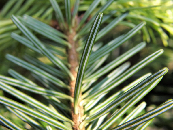 Abies alba