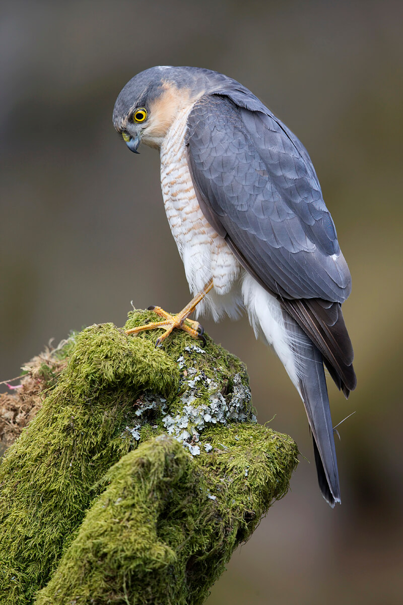 Accipiter nisus