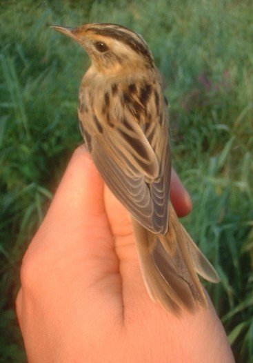 Acrocephalus paludicola