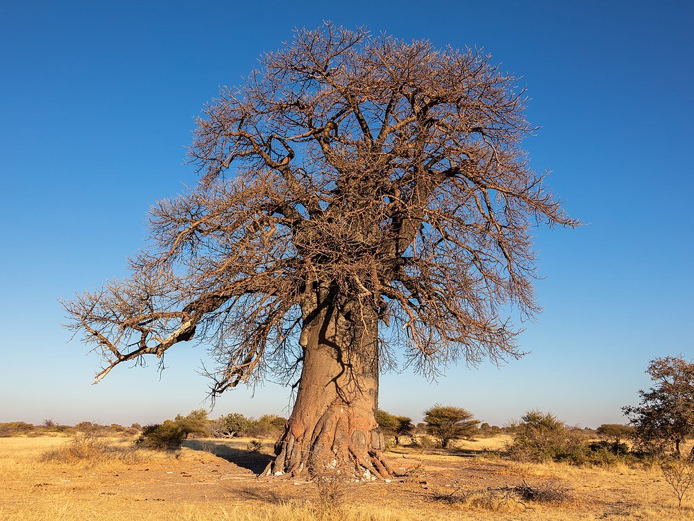 Adansonia digitata