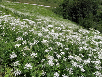 Anthriscus sylvestris