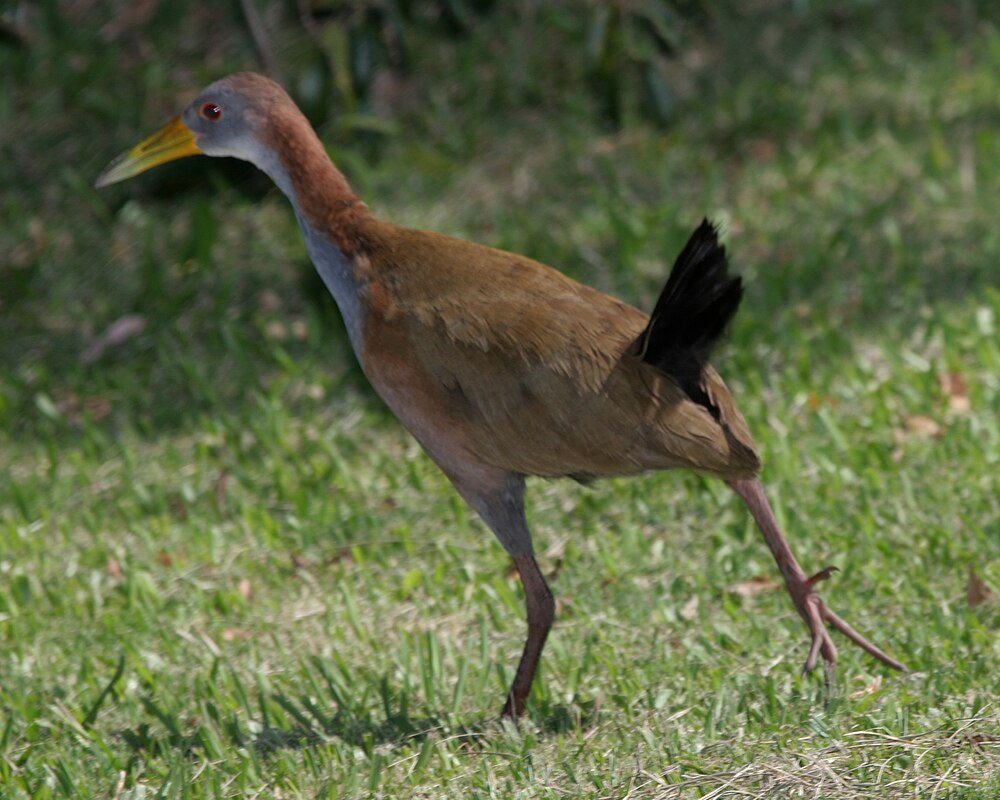 Aramides ypecaha