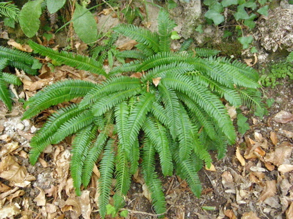 Blechnum spicant