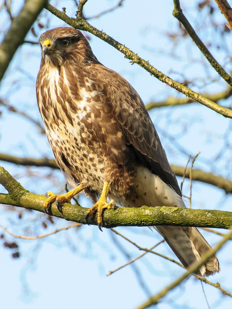 Buteo buteo