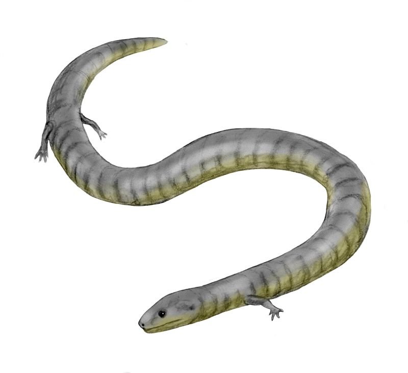 Caecilia sp.