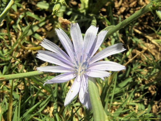 Cichorium intybus