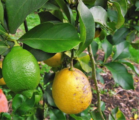 Citrus limon