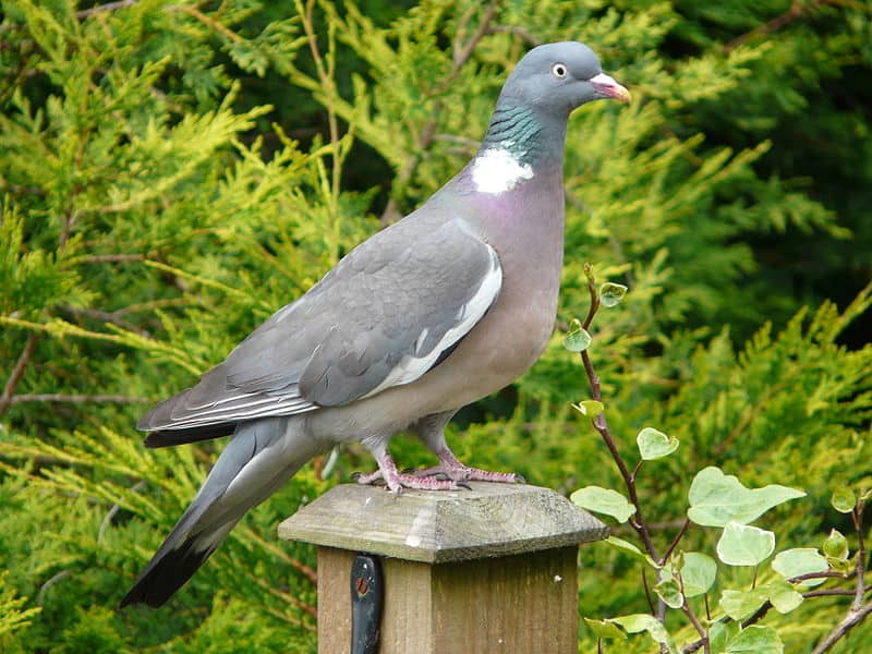 Columba palumbus