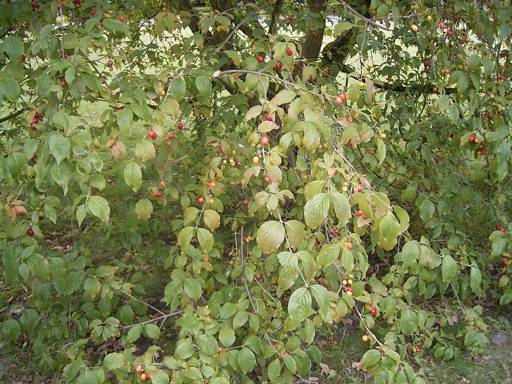 Cornus mas