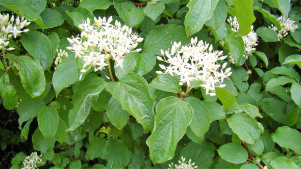 Cornus sanguinea