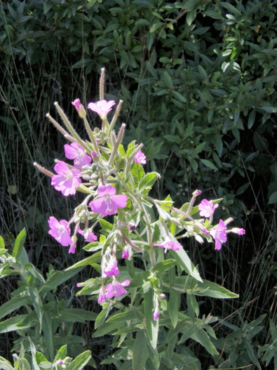 Epilobium hirsutum