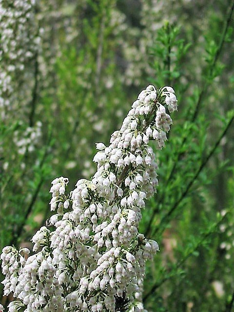 Erica arborea