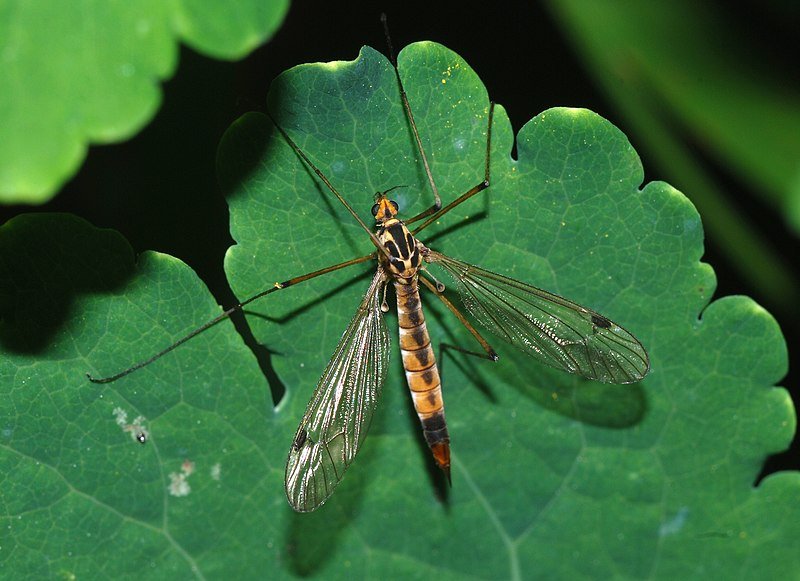 Fam. Tipulidae