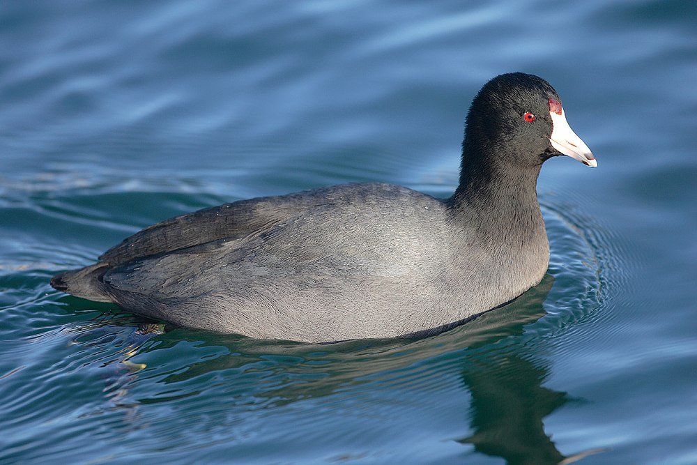 Fulica americana