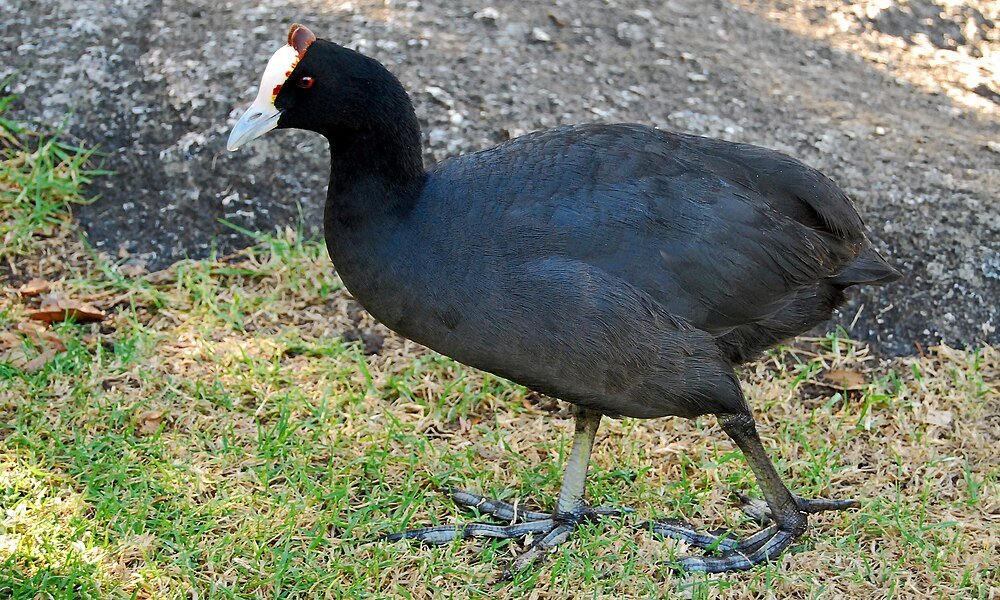 Fulica cristata