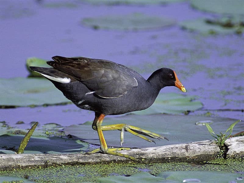 Gallinula chloropus