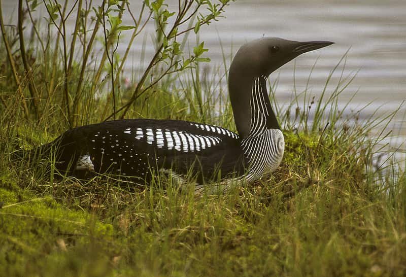 Gavia arctica