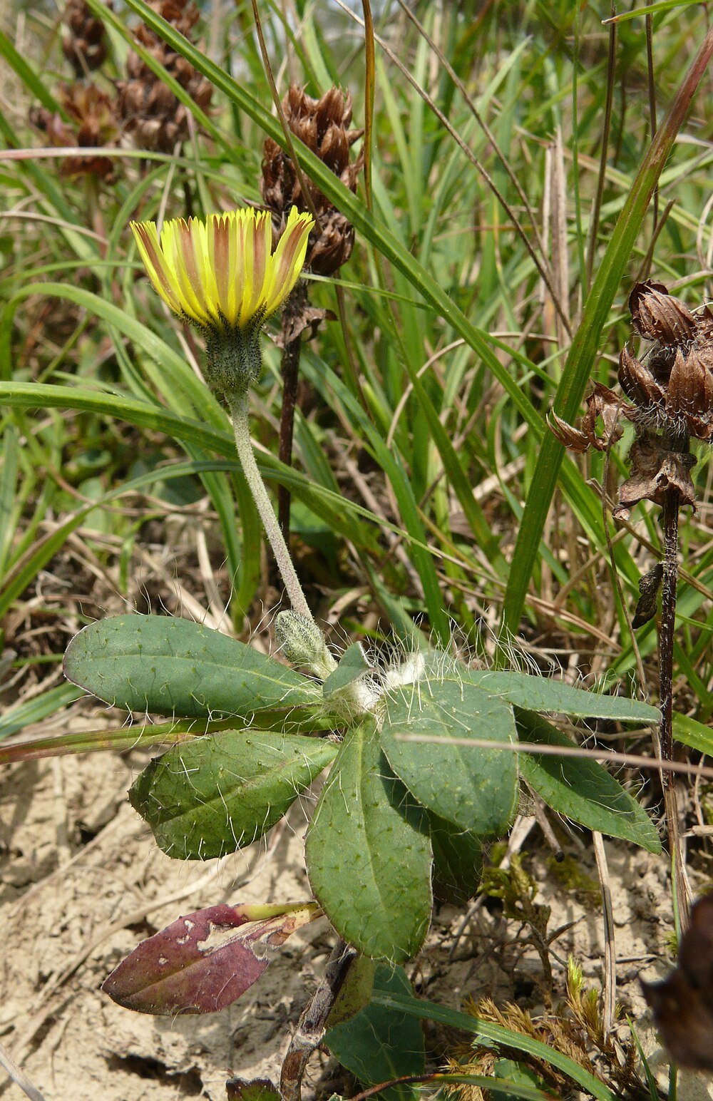Hieracium pilosella