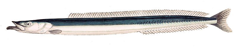 Hyperoplus lanceolatus