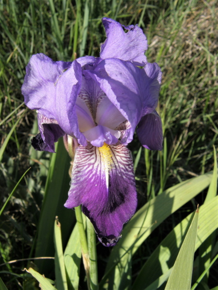 Iris germanica