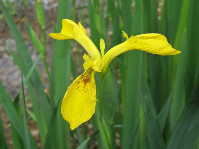 Limniris pseudacorus
