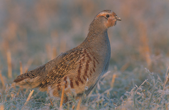 Perdix perdix