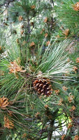 Pinus nigra