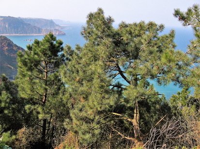Pinus pinaster