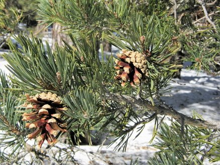 Pinus sylvestris