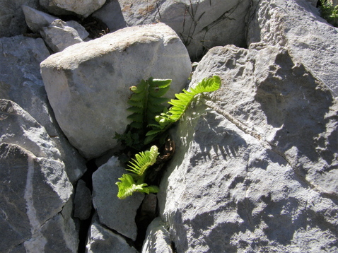 Polystichum lonchitis