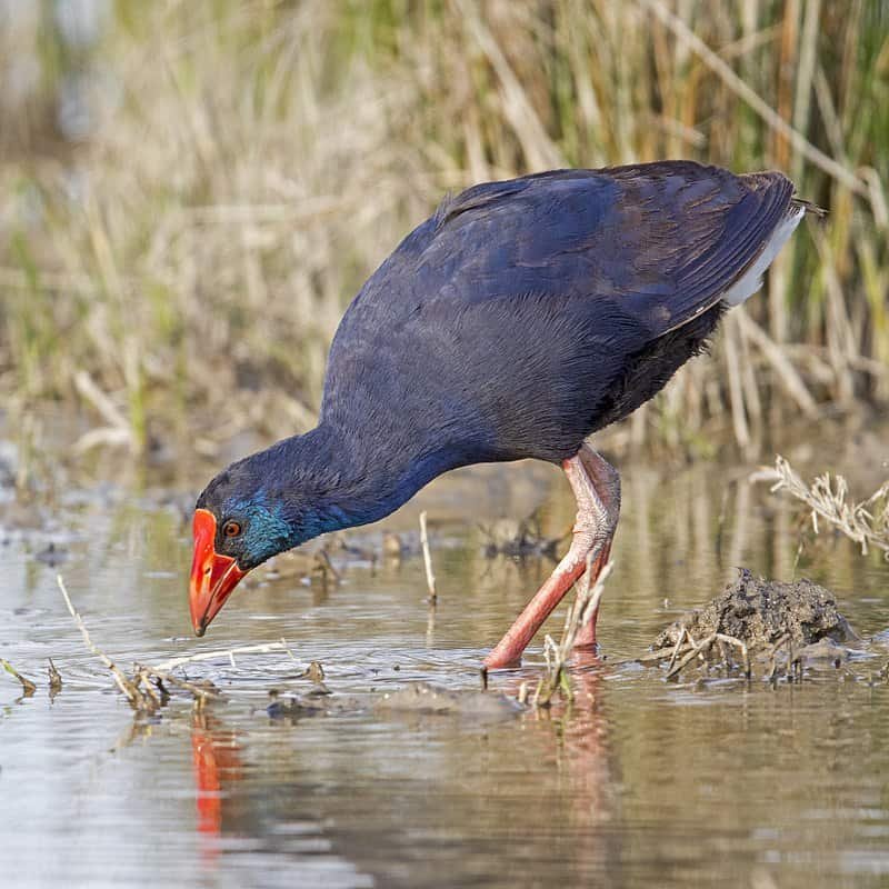 Porphyrio porphyrio
