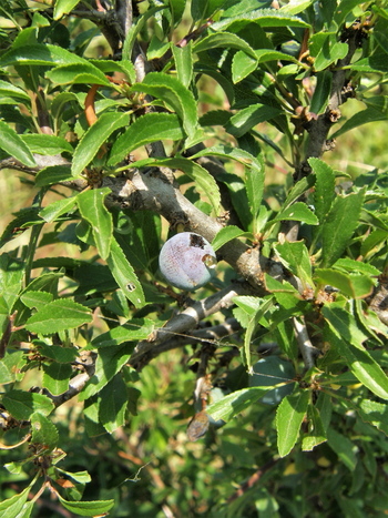 Prunus spinosa