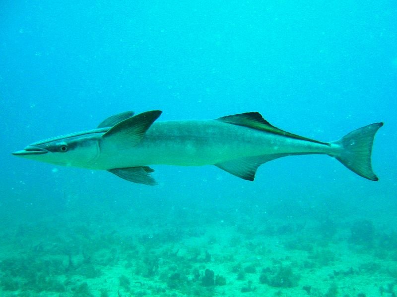 Remora remora
