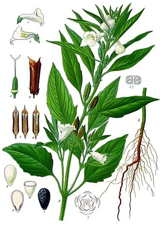Sesamun indicum