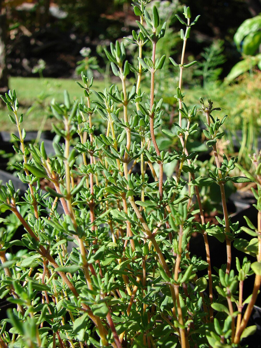 Thymus vulgaris