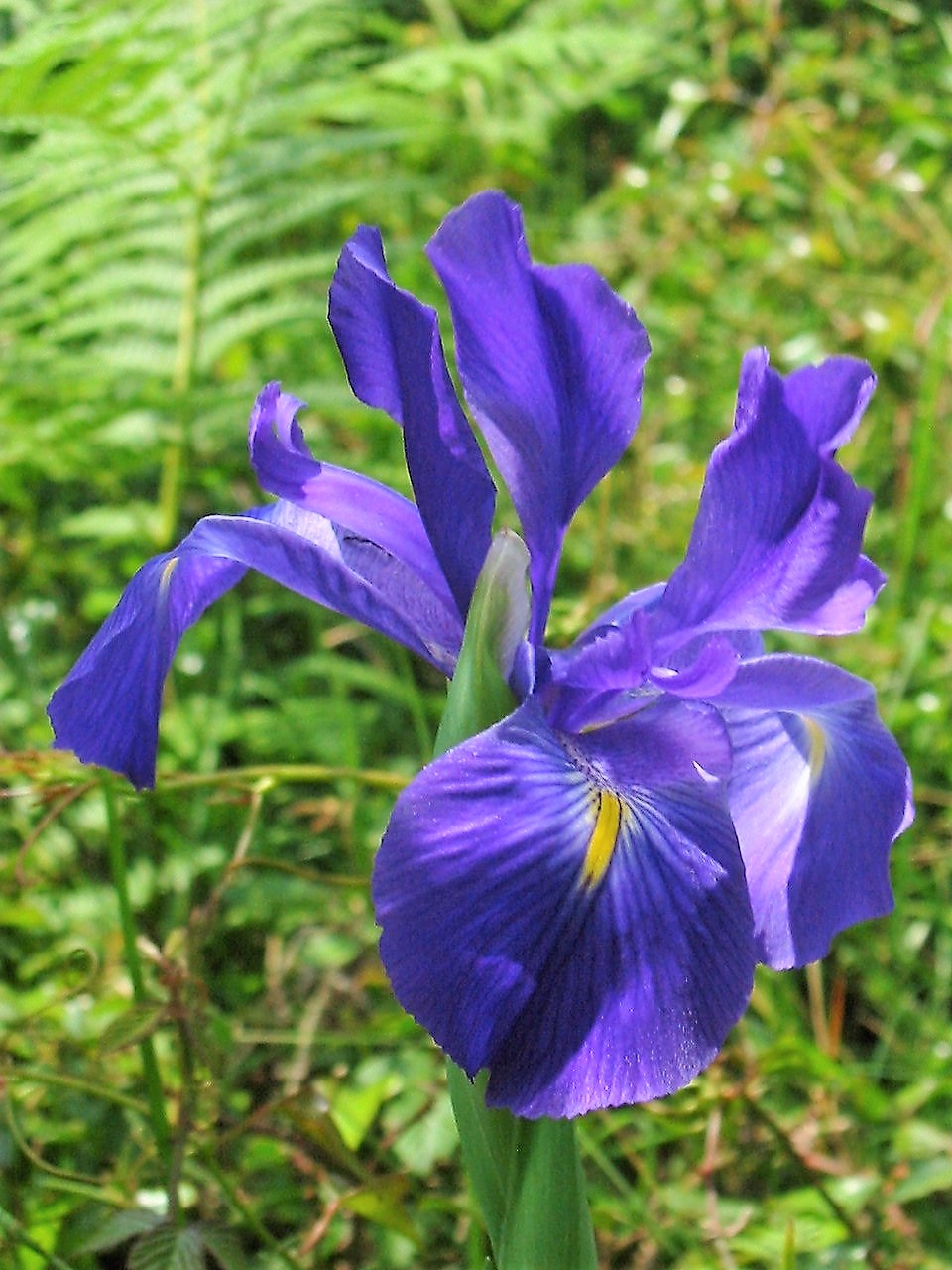 Xiphion latifolium